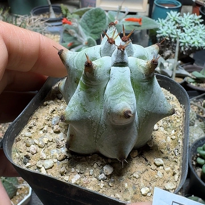 255雷斧阁脱土发货