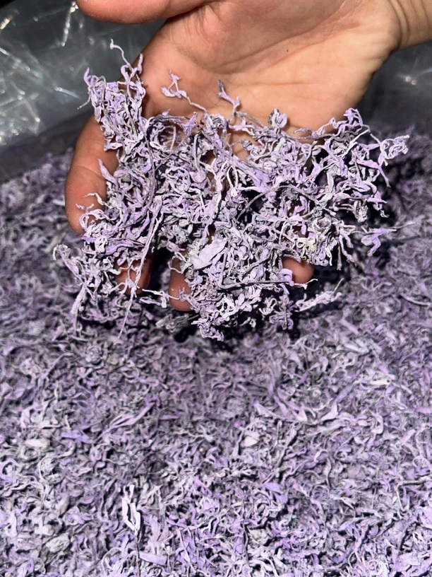 紫金霉茶湖南凤凰正宗今年新茶芽尖莓茶明前茶