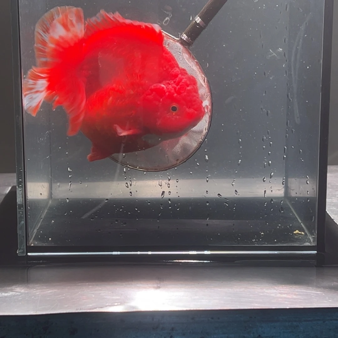 金鱼021。 99999999999999