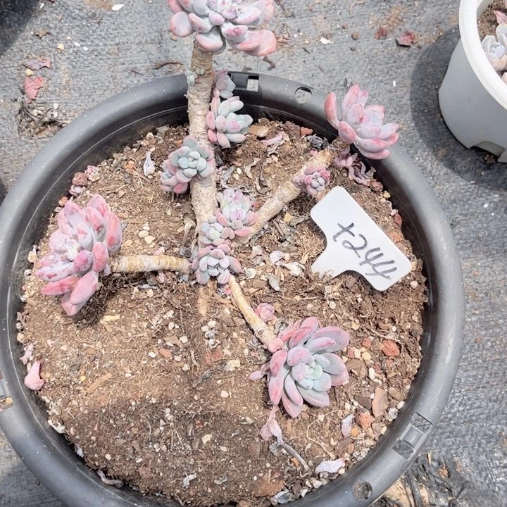 晨语多肉一物一拍+244