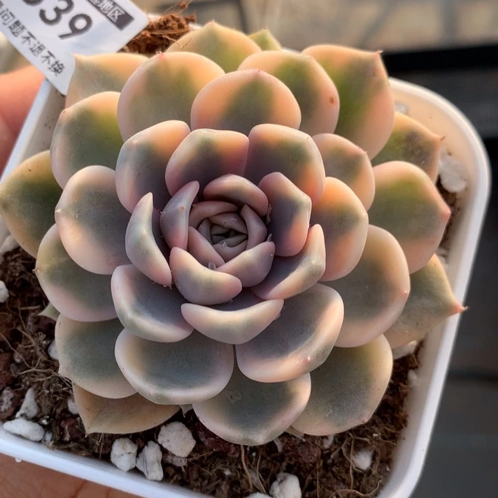 无花朵汉堡锦33639