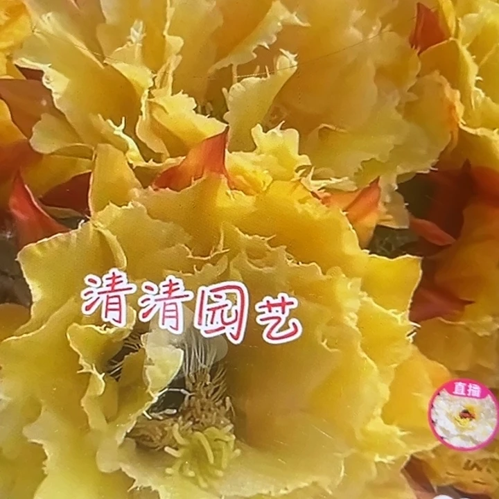 清清3-60根仙人球瑕疵