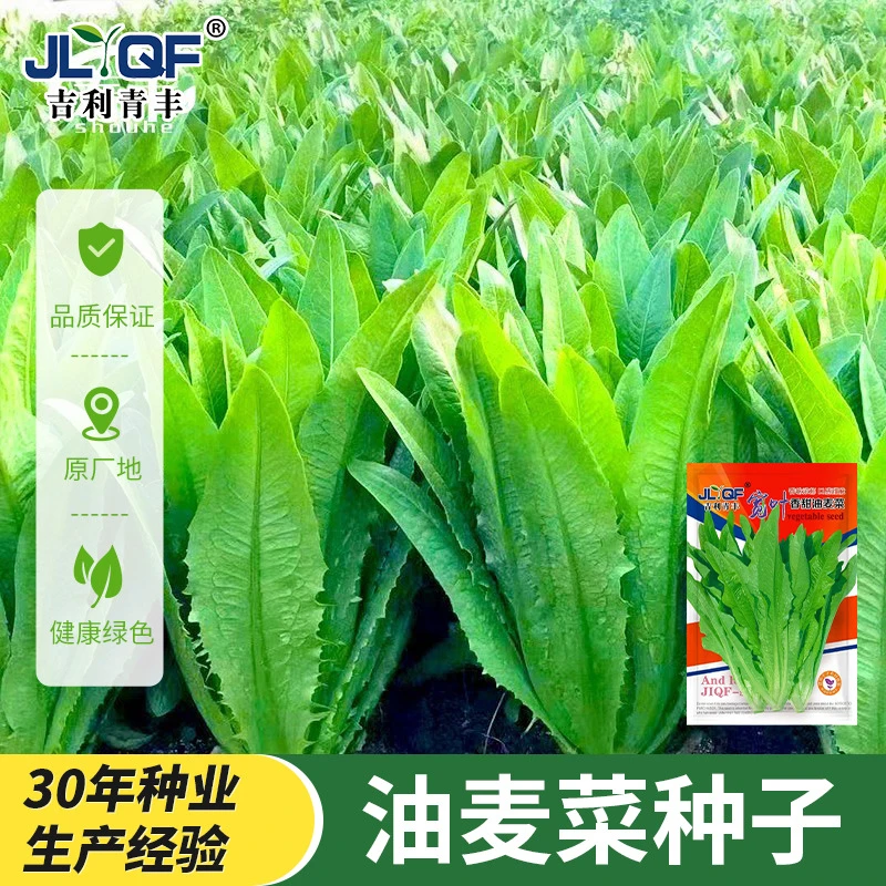 【拍一发二】2025年甜脆油麦菜种子清香四季播种庭院菜园蔬菜种子