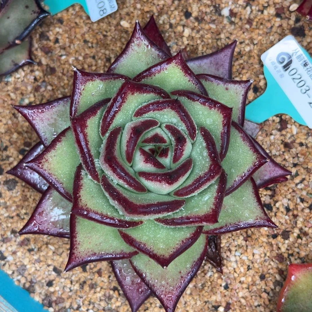 多肉一物一拍0203-210