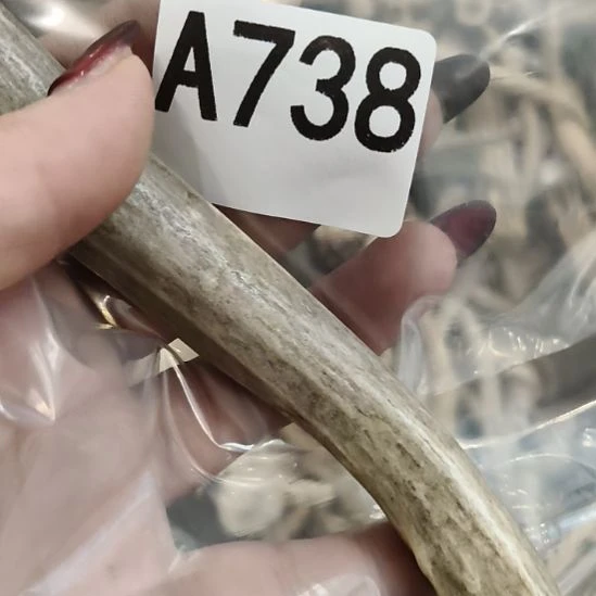 金***懵鹿角鹿角鹿角鹿角鹿角