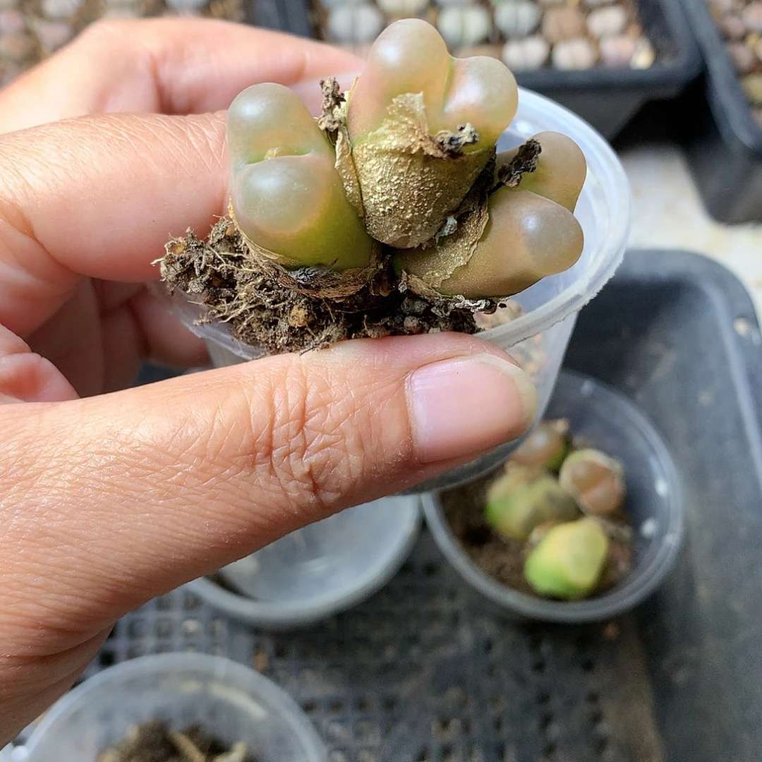 A379多肉植物保护研究所