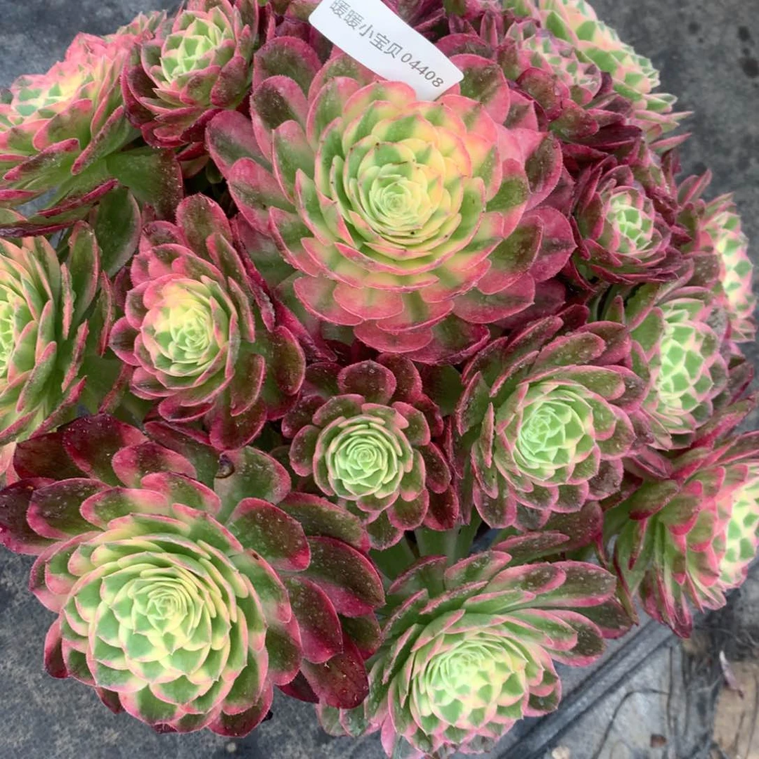 茶杯紫砂04408–海仙128福利福利