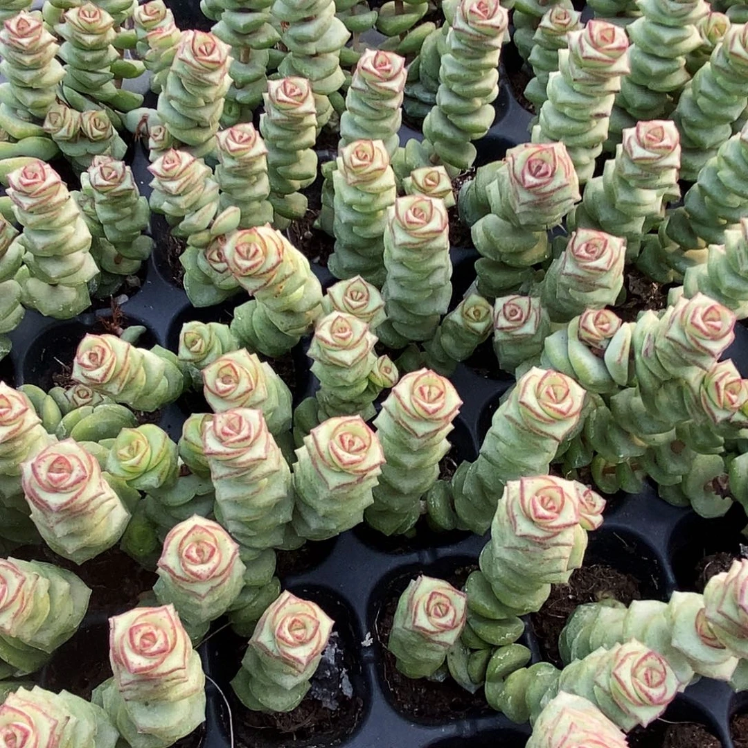 钱串根部带土多头发货