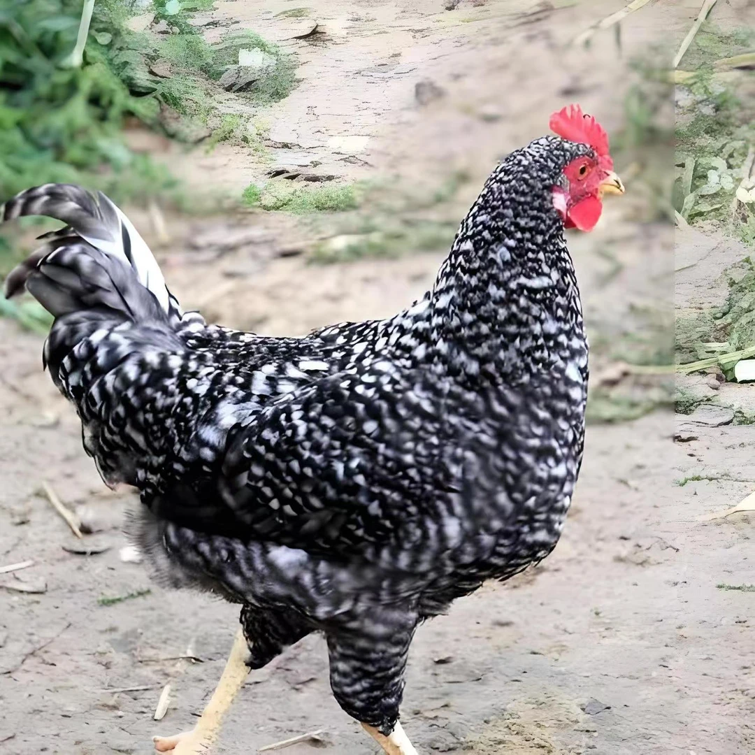 宠物鸡 黑芦花鸡 绿壳蛋（11只）