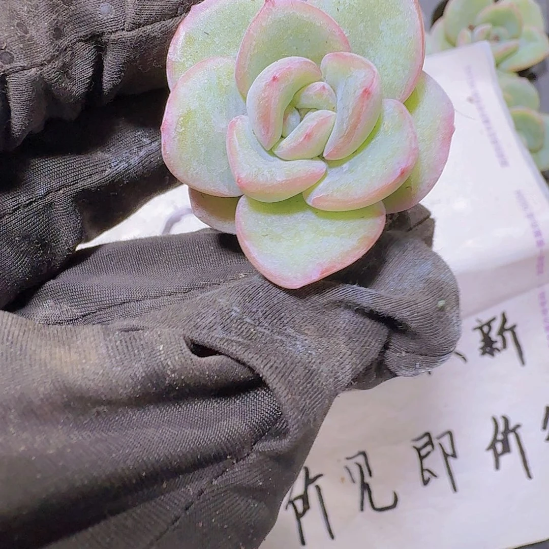 精品泡芙两米三颗