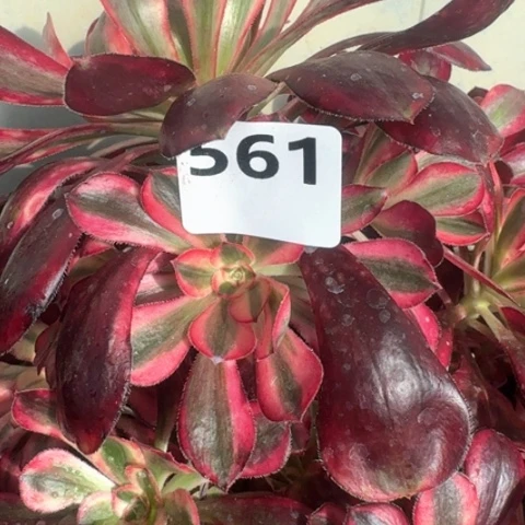 小****y法师香奈儿17-40多肉