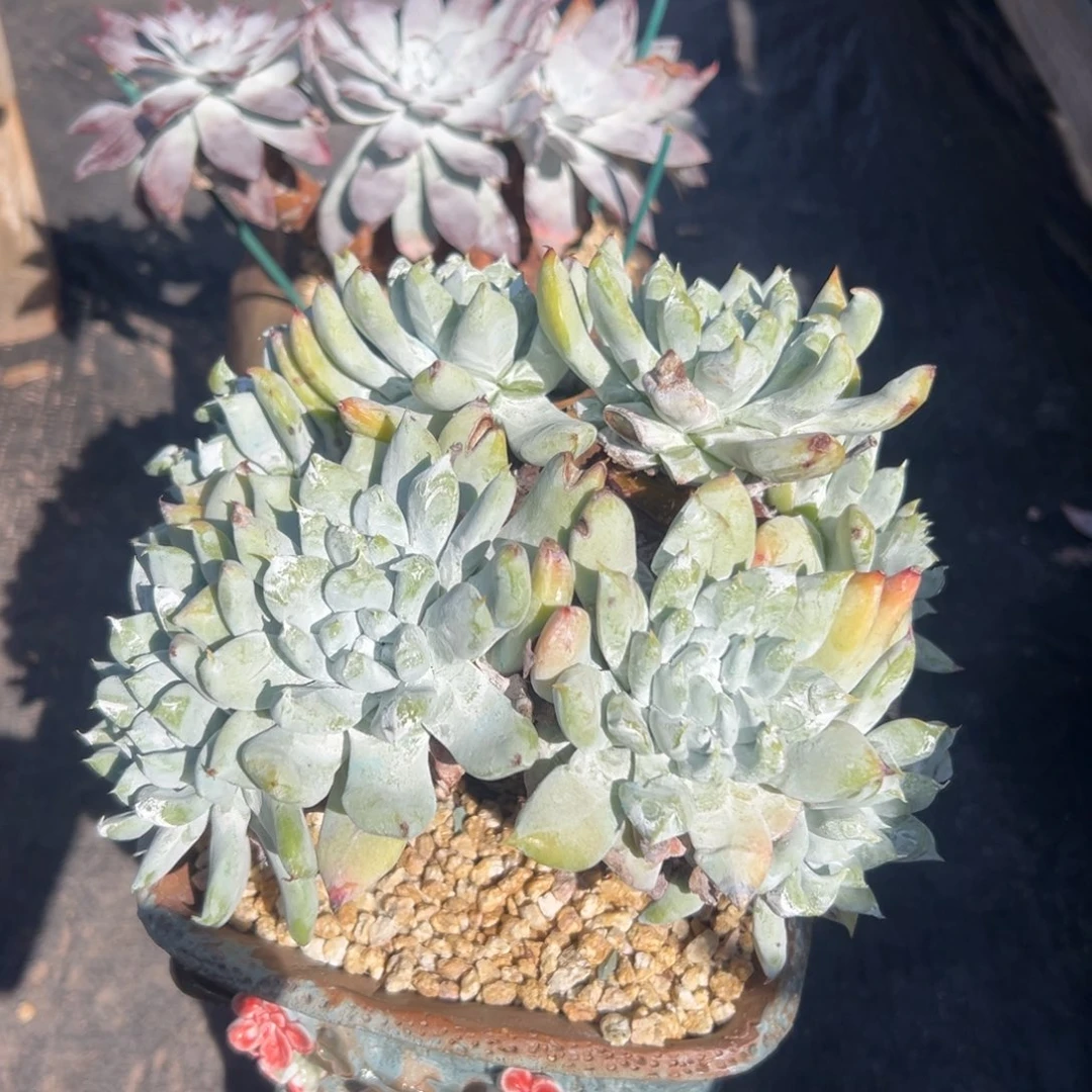 2***H谢谢姐姐～一物一拍250