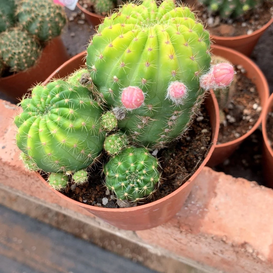 小**?丽花盲拍微瑕小鱼