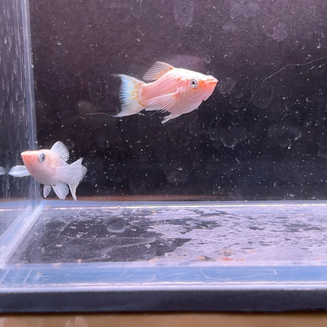 孔雀鱼皮卡丘玛丽崽两条