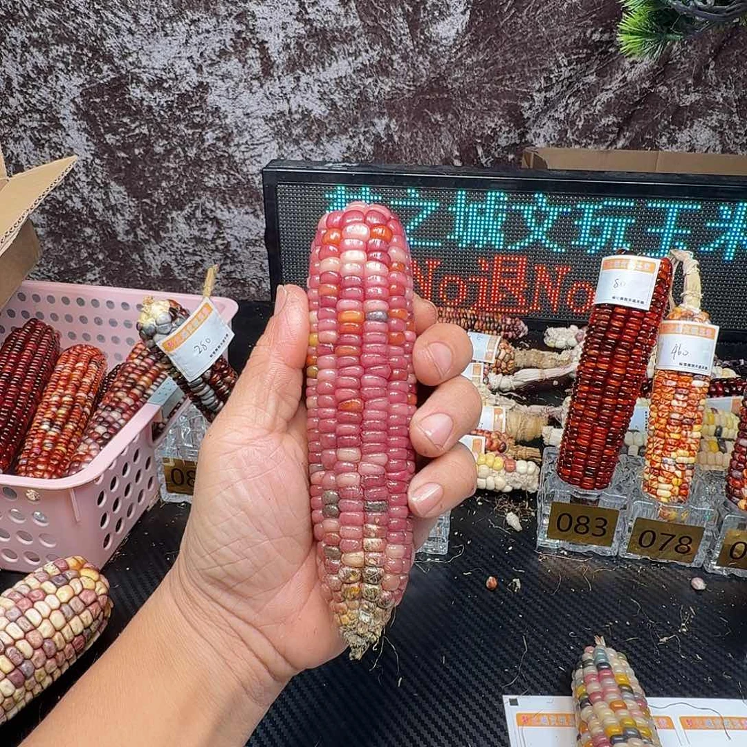 彤***^大叶紫檀（黑酸枝木类）