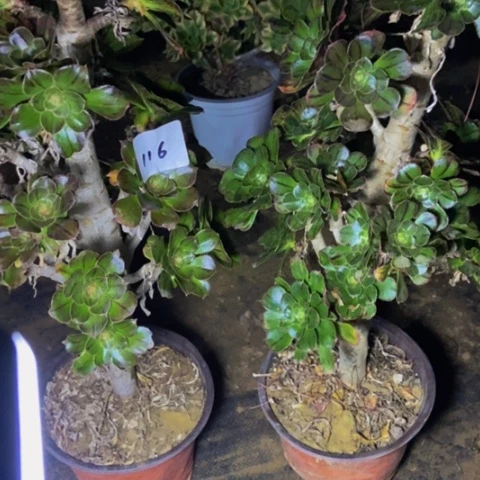 素****编拉丝锦多多两个多肉116多肉