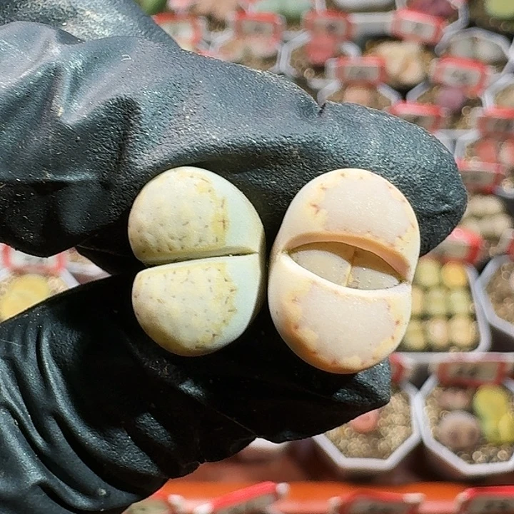 生石花11554。 119