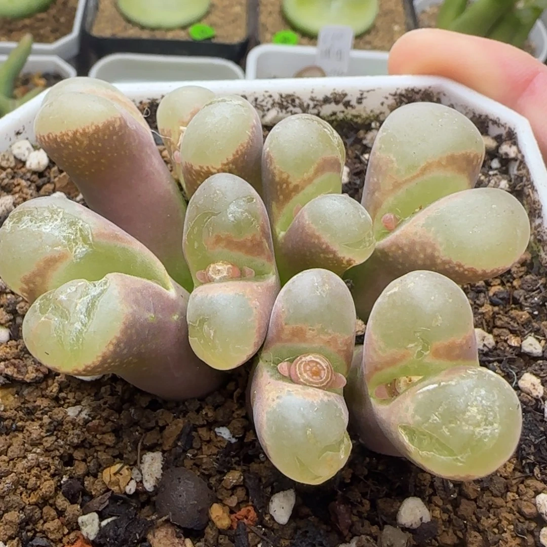 漂漂亮亮多肉植物392