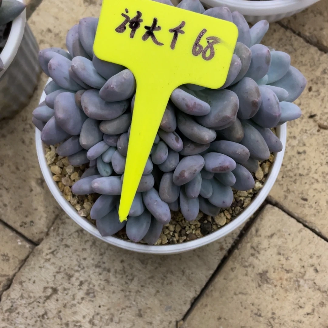 许***个许大个68。