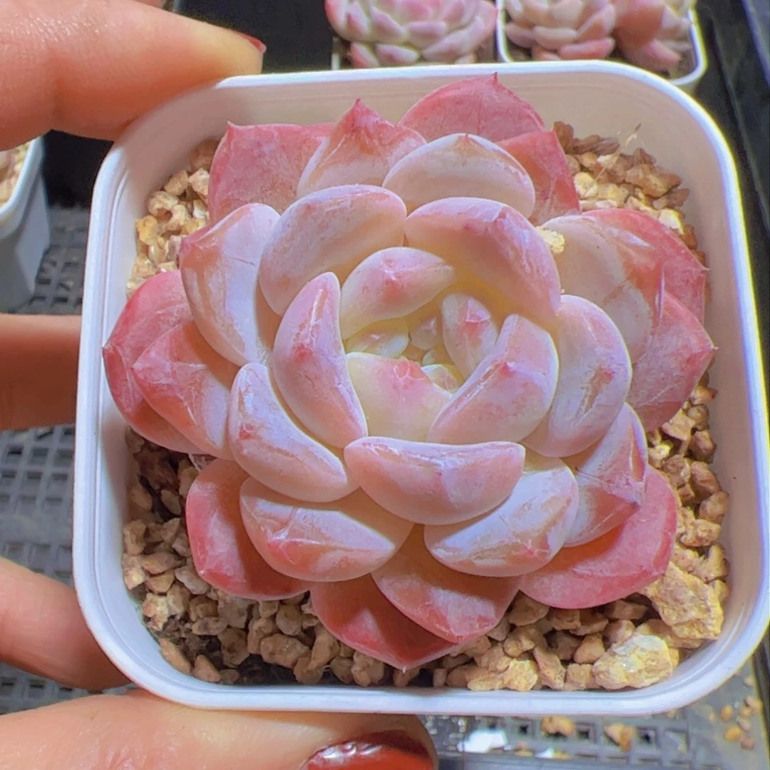 付新品,多肉植物