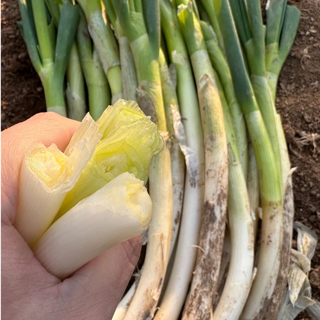 山东源头种植铁杆镰刀【小葱】带皮去半叶大葱蘸酱新鲜