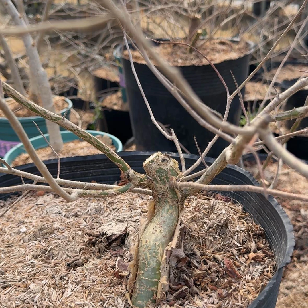 【闪购商品】真不知道什么橄榄