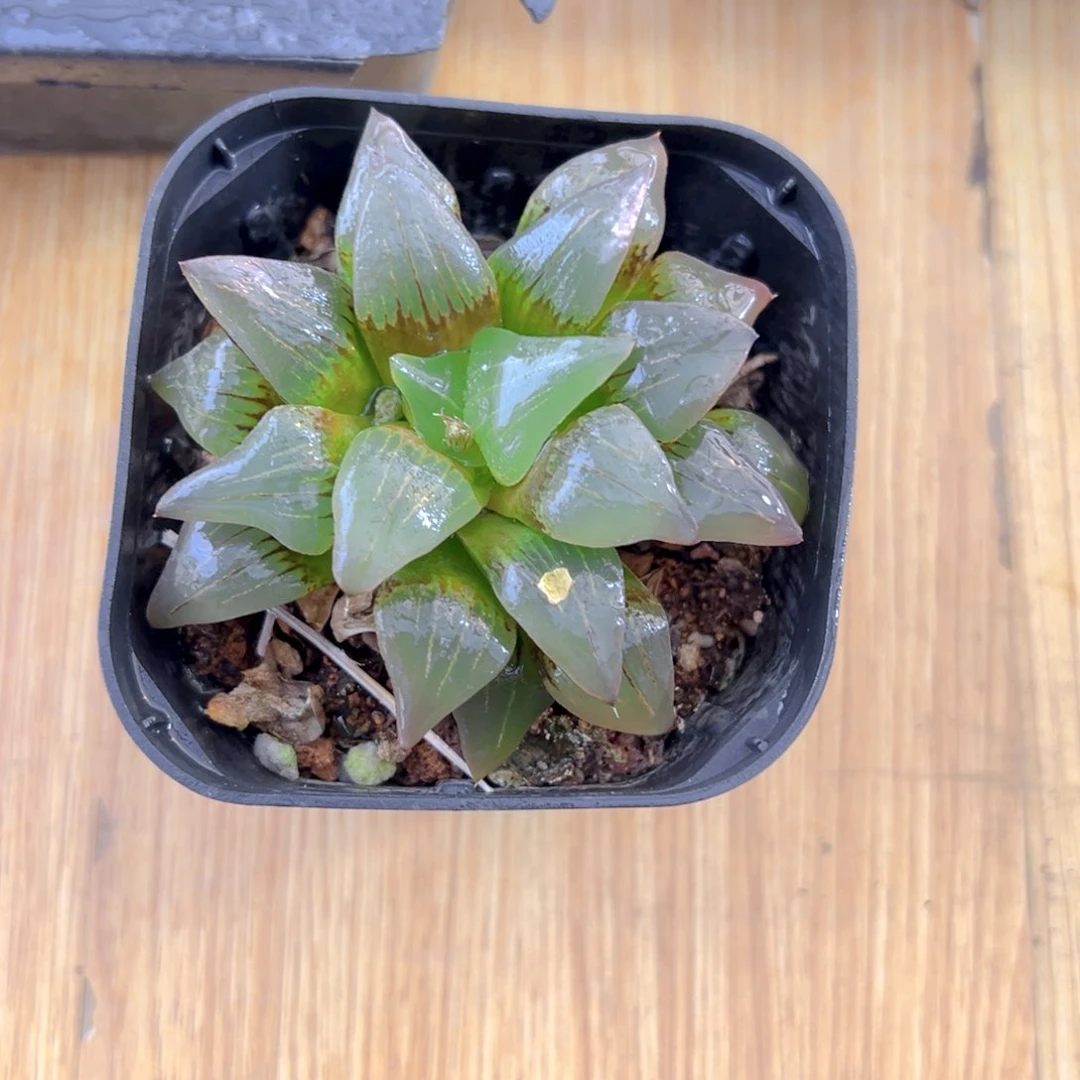 红纹寿玉露多肉多肉1