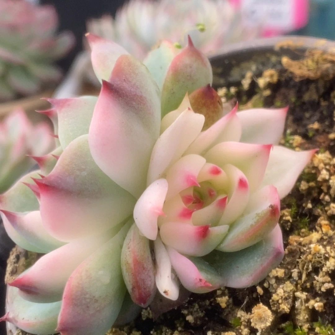 643锦锦锦锦锦锦锦锦