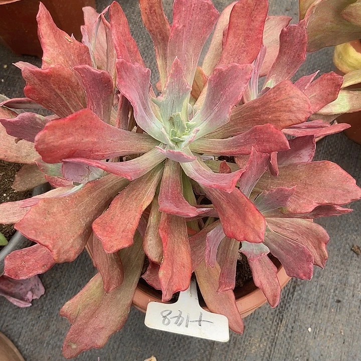晨语多肉，一物一拍148砖石锦