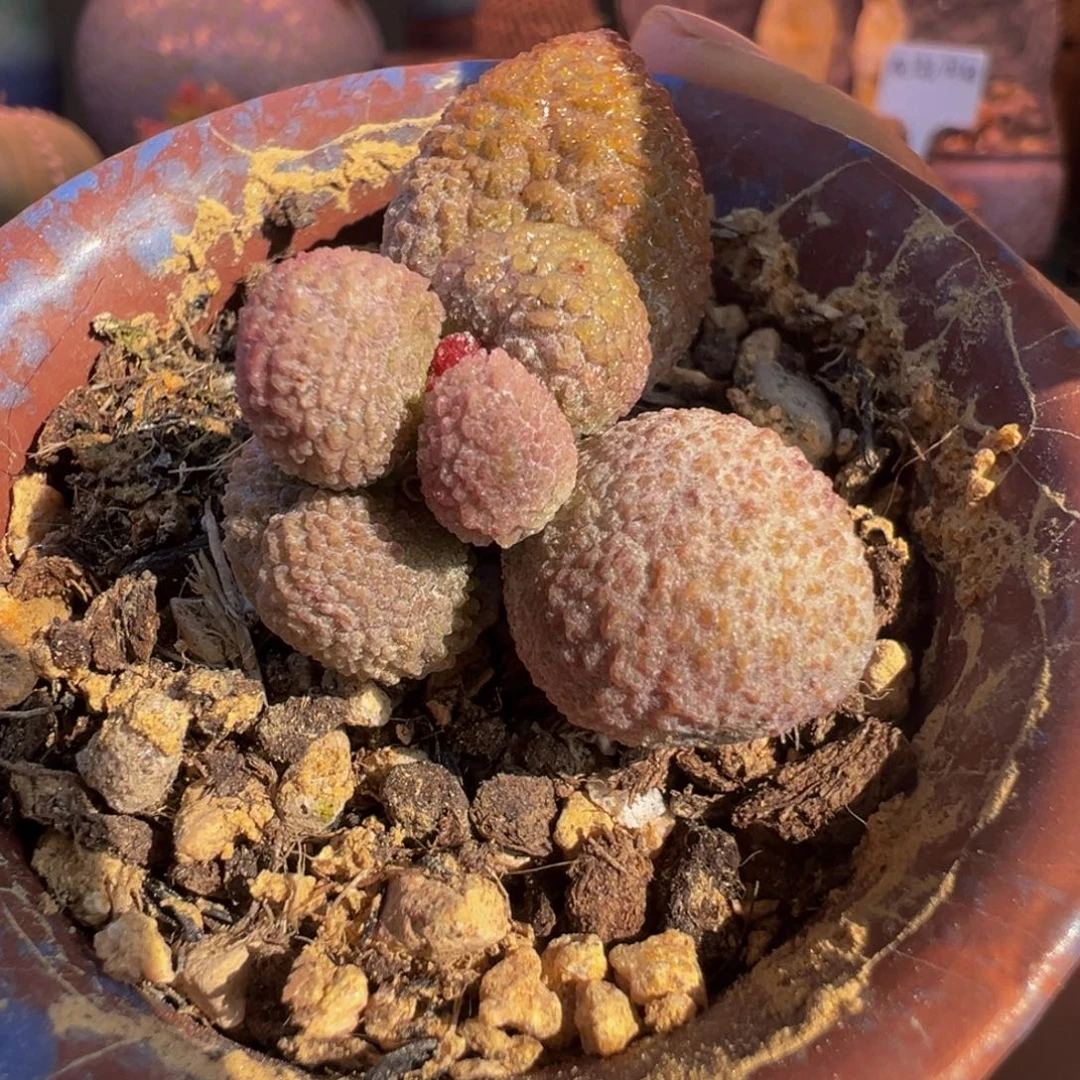 一物一拍，带盆发货