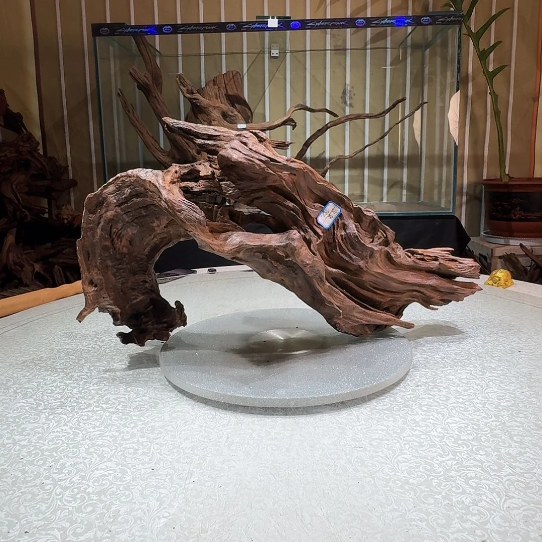 归***聚一物一拍鱼缸造景