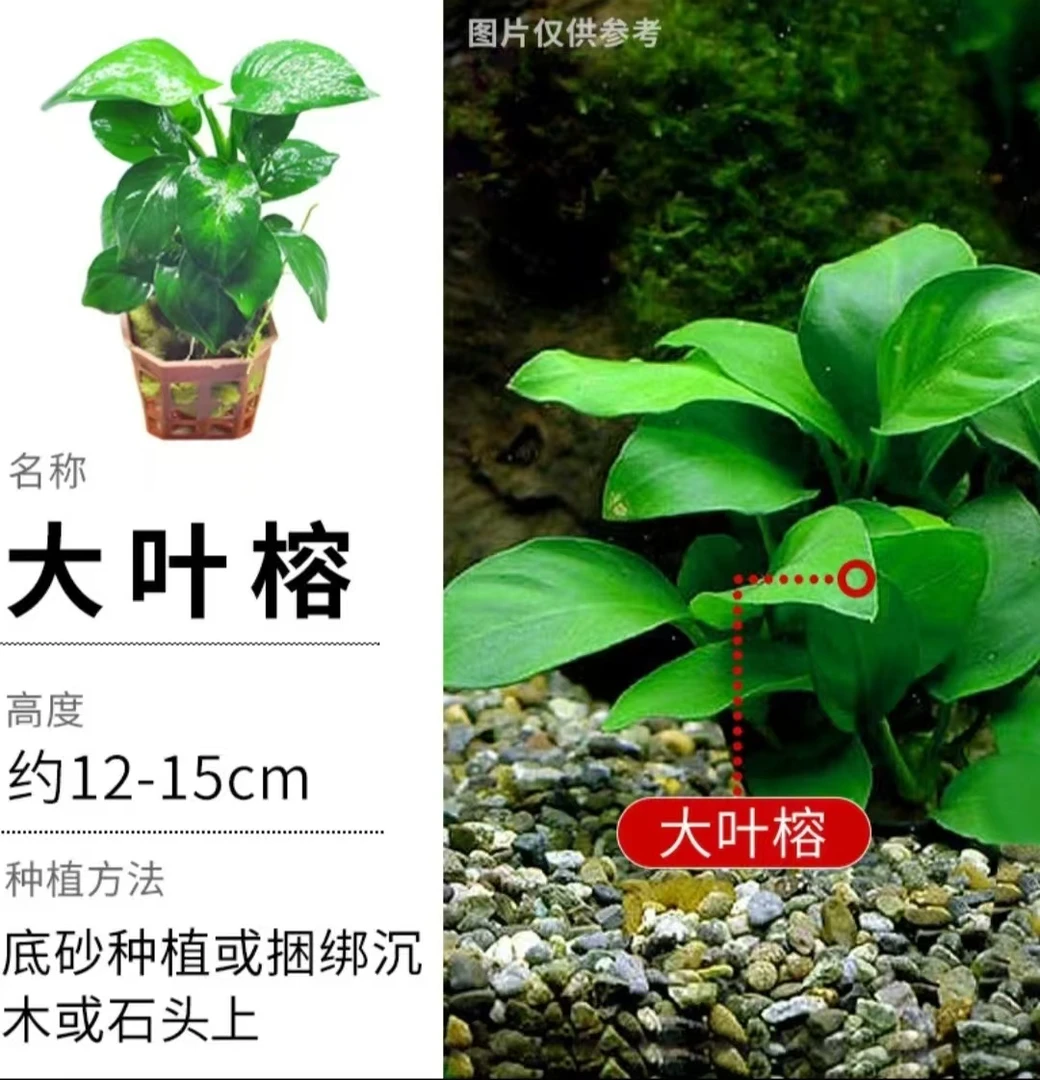 水草阴性批发植物造景小巴榕新手