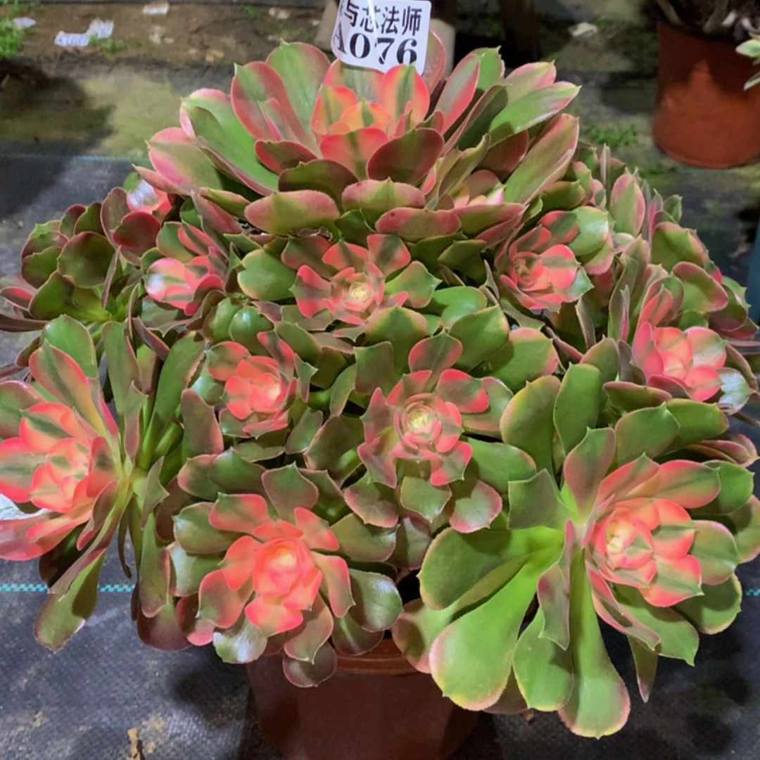 【闪购商品】76香妃