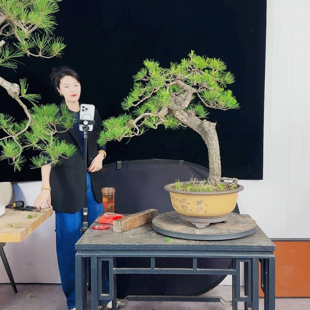 无花朵老*黑松盆景直播间
