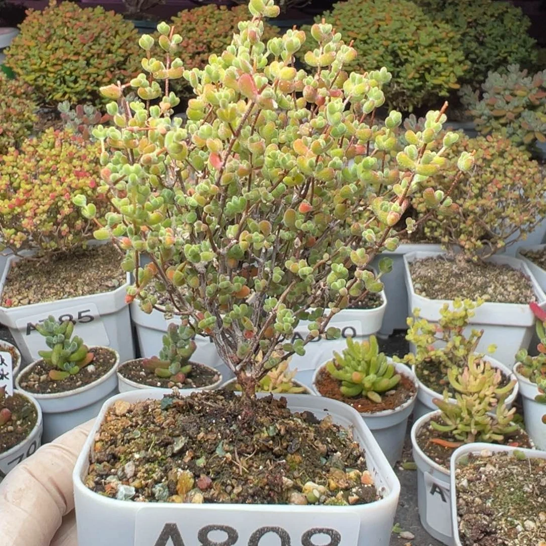 初***见A808莱斯枝干一物一拍