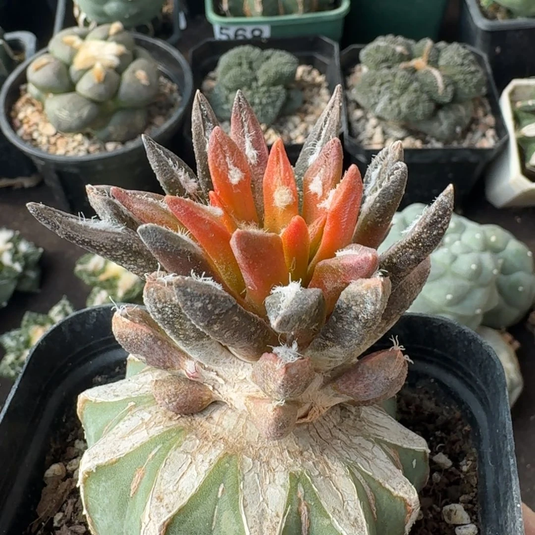 【闪购商品】龙舌兰锦601