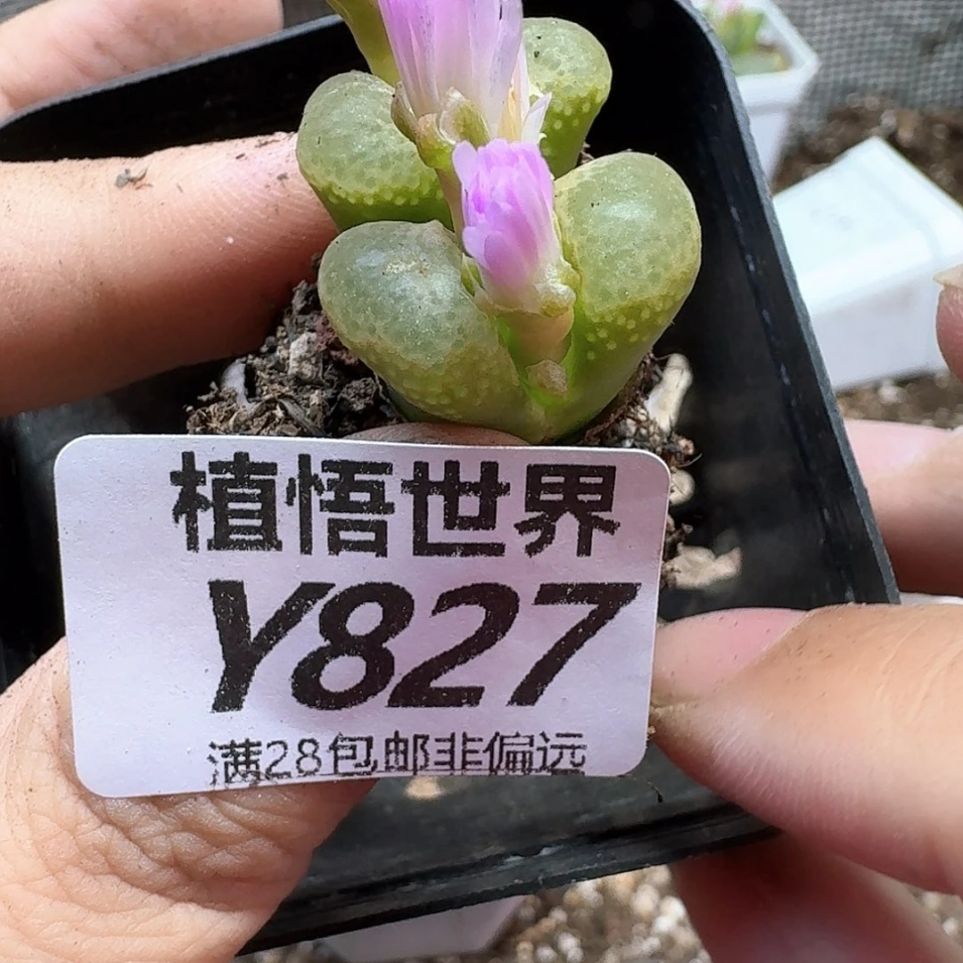 多肉植物的人啊法