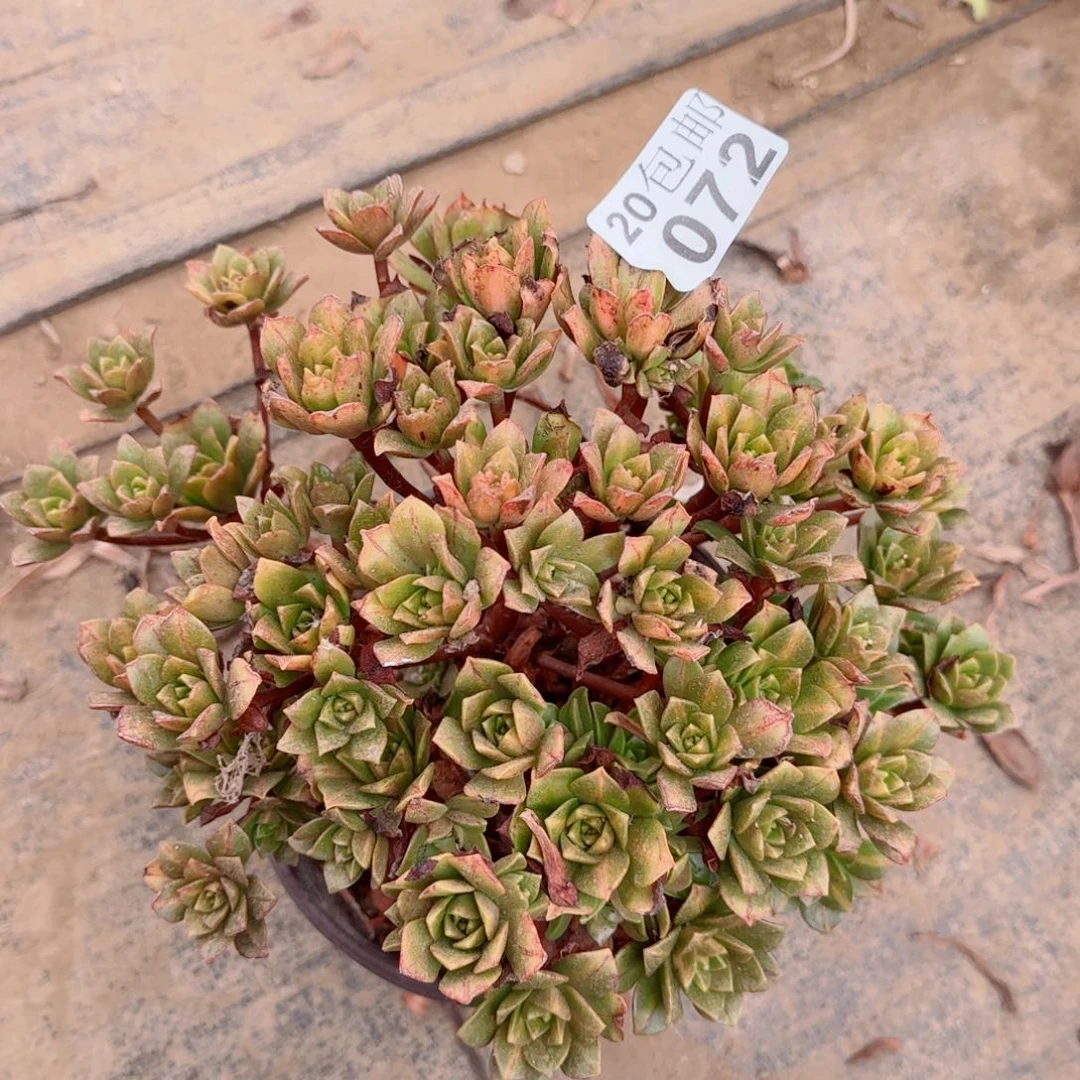 花茶072满20包邮断枝不包