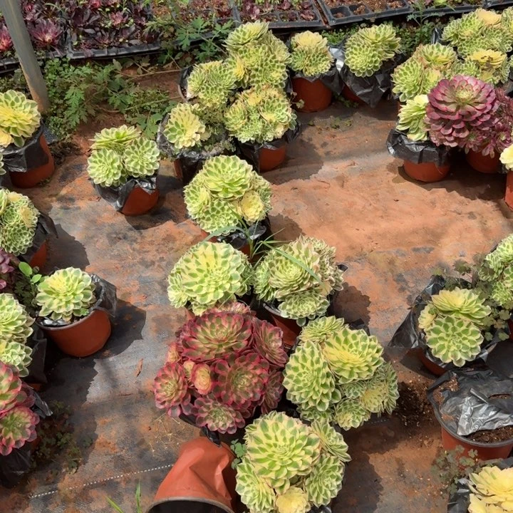 伊丽莎白群生啊啊