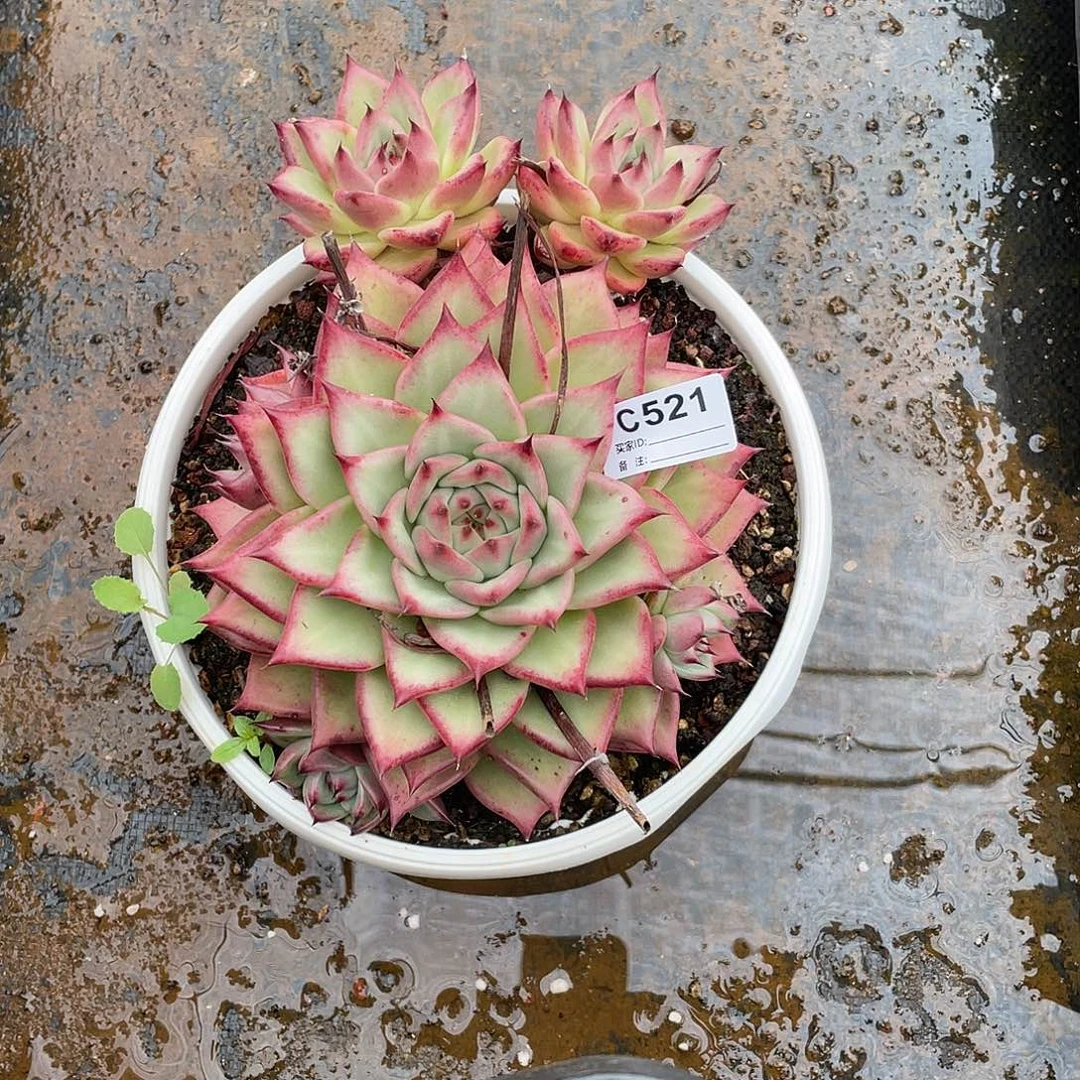 若茹东云单拍C521