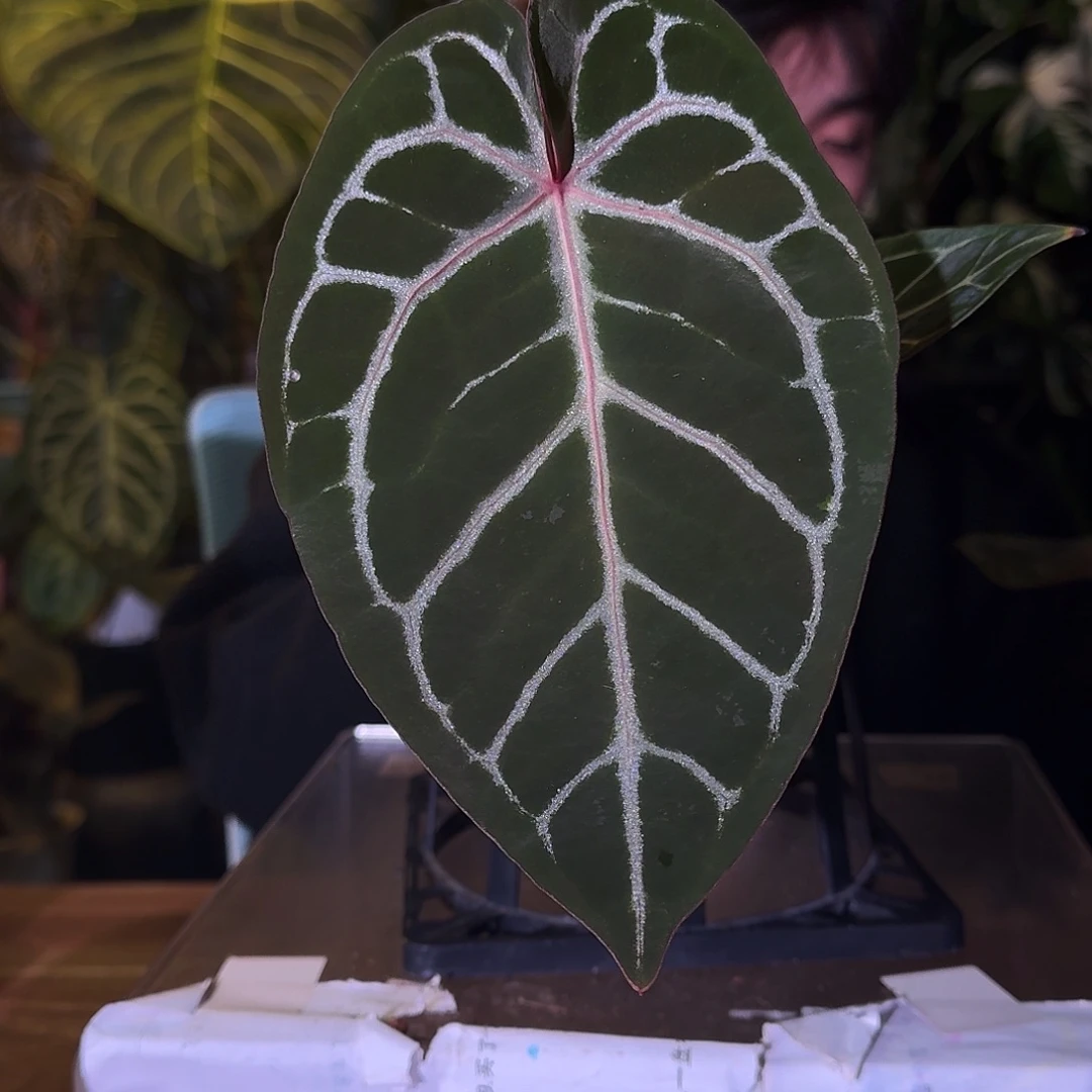 不开花植物C197粉柠檬红杂银骑士