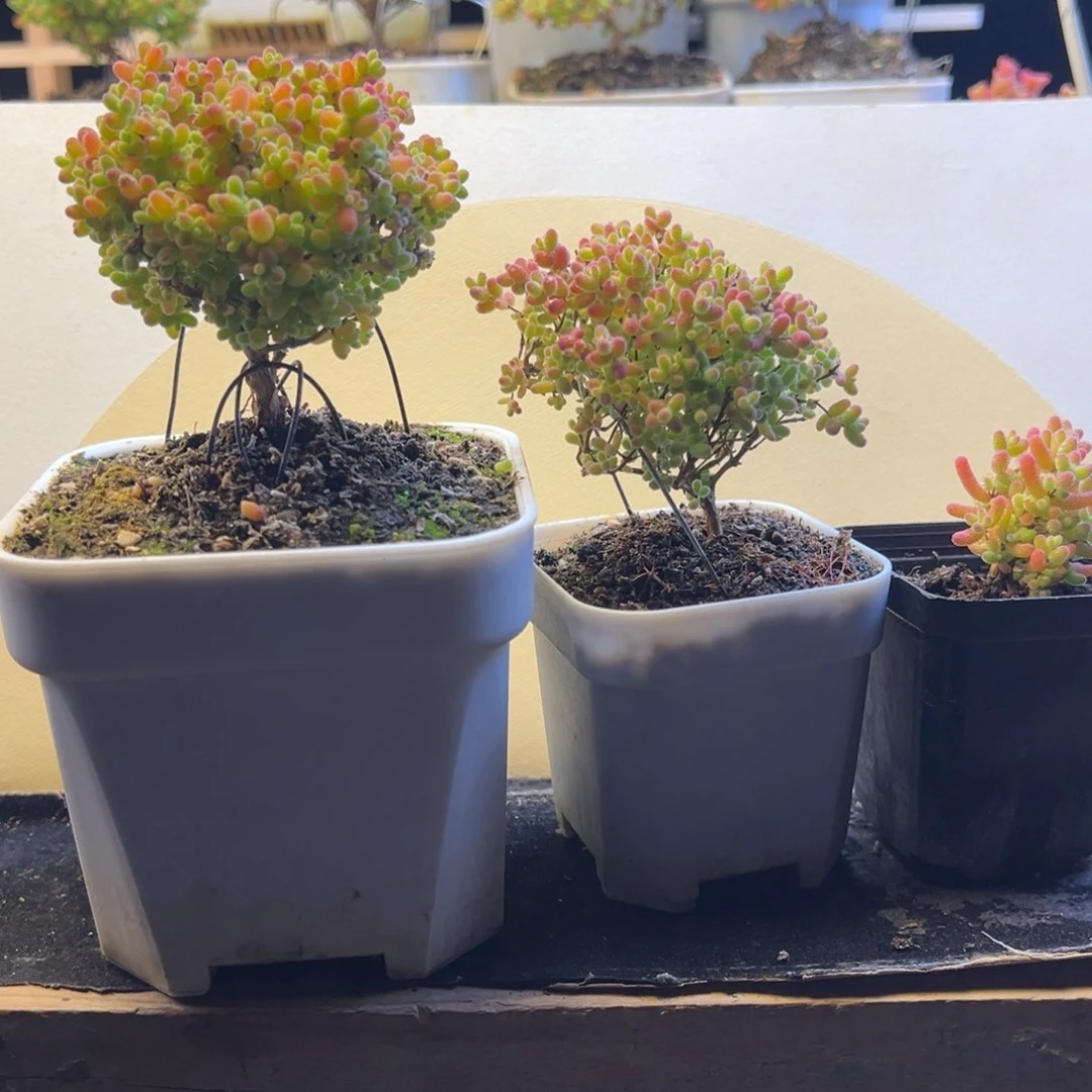 枝干 枝干 枝干 枝干