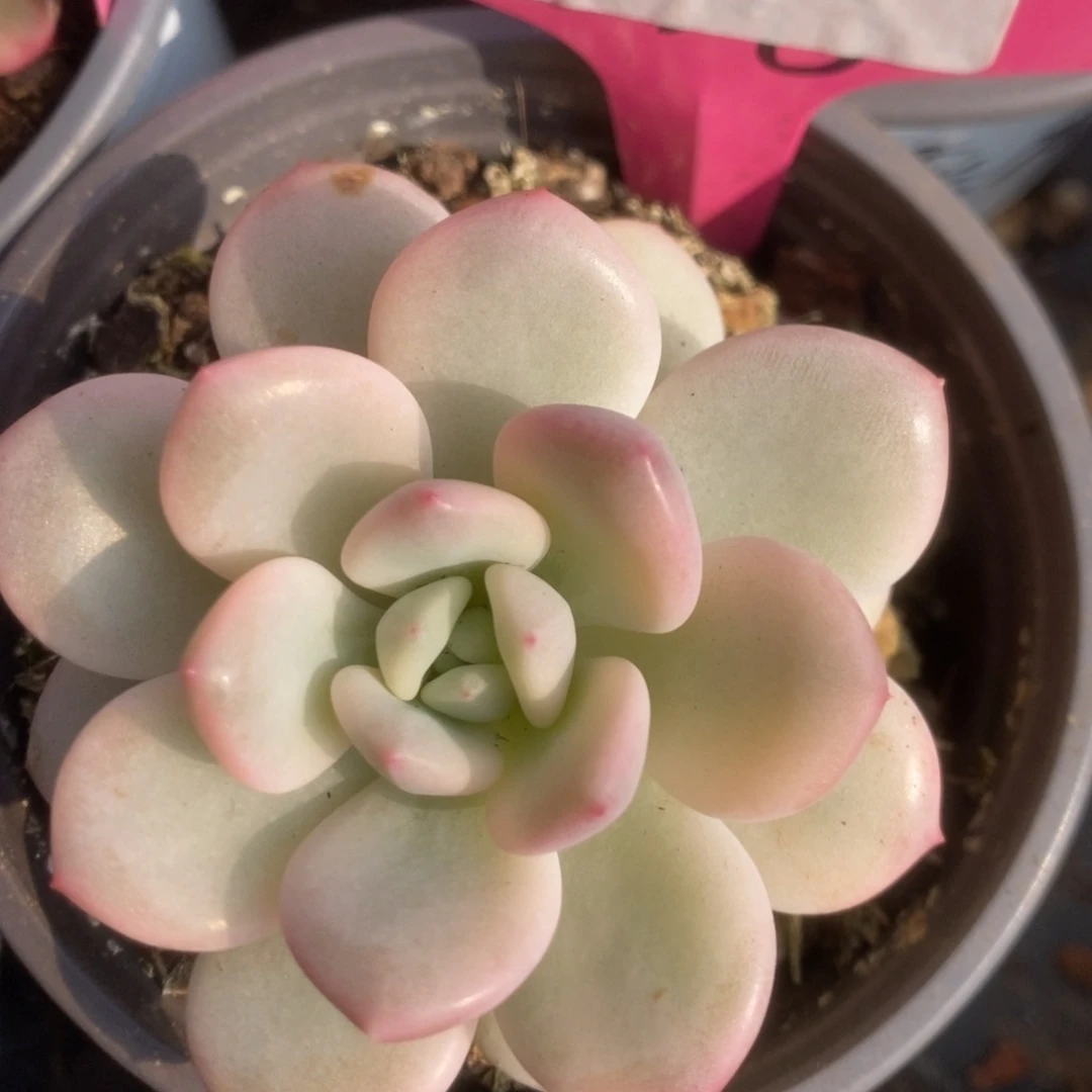 336新香水锦锦锦锦锦