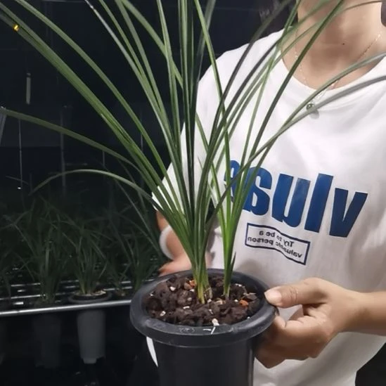 完全开放蕙兰郑孝荷，1花苞