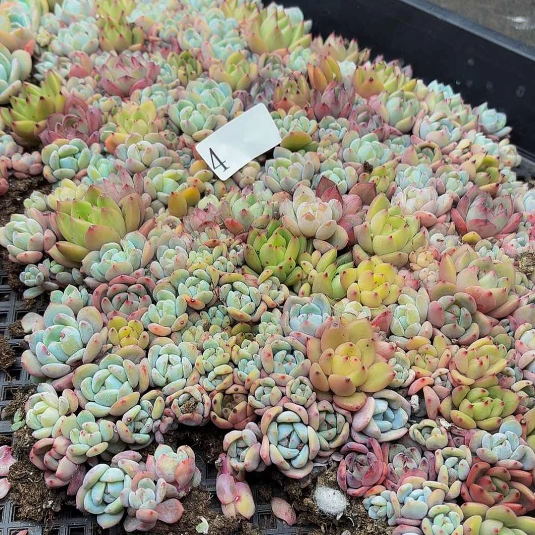 多肉植物多肉植物4
