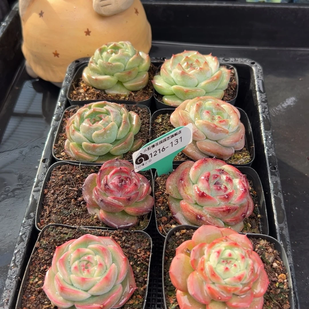 从前慢花园多肉编号1216-131