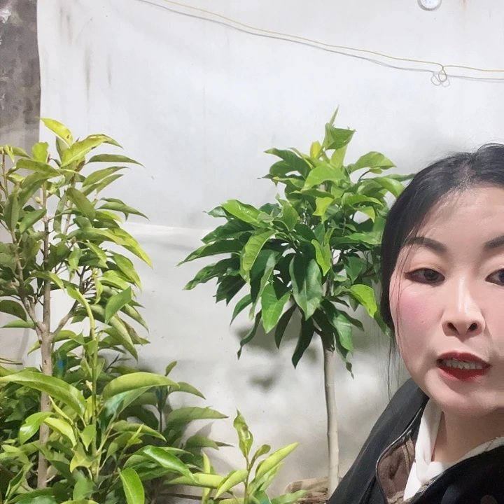 白兰花是真的好看