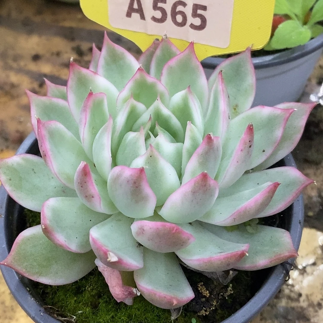 565宝莲灯哈哈哈哈哈