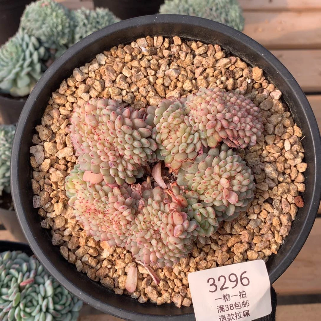 11厘米白胖子缀3296