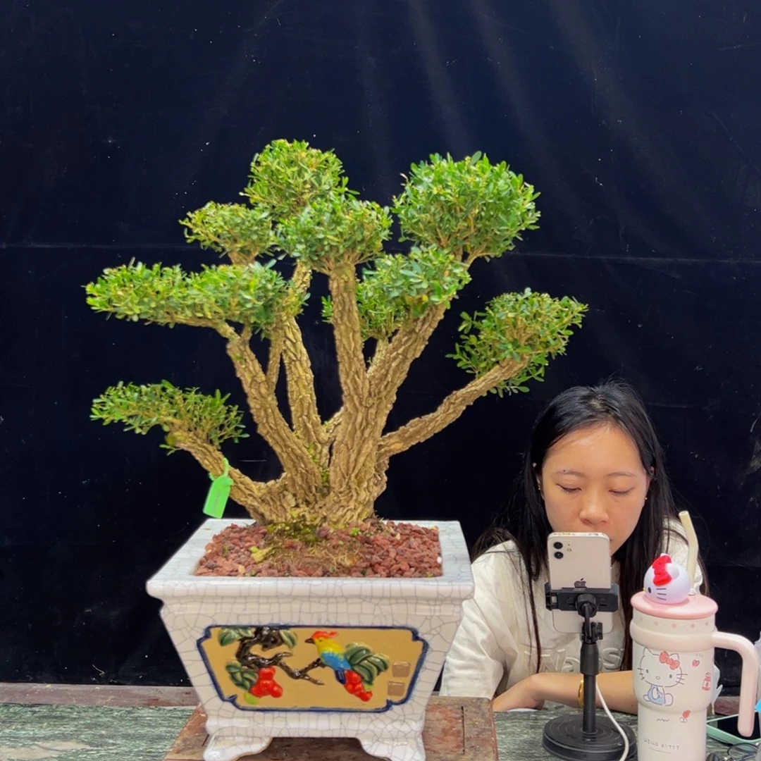 无花朵广东黄杨四季常青